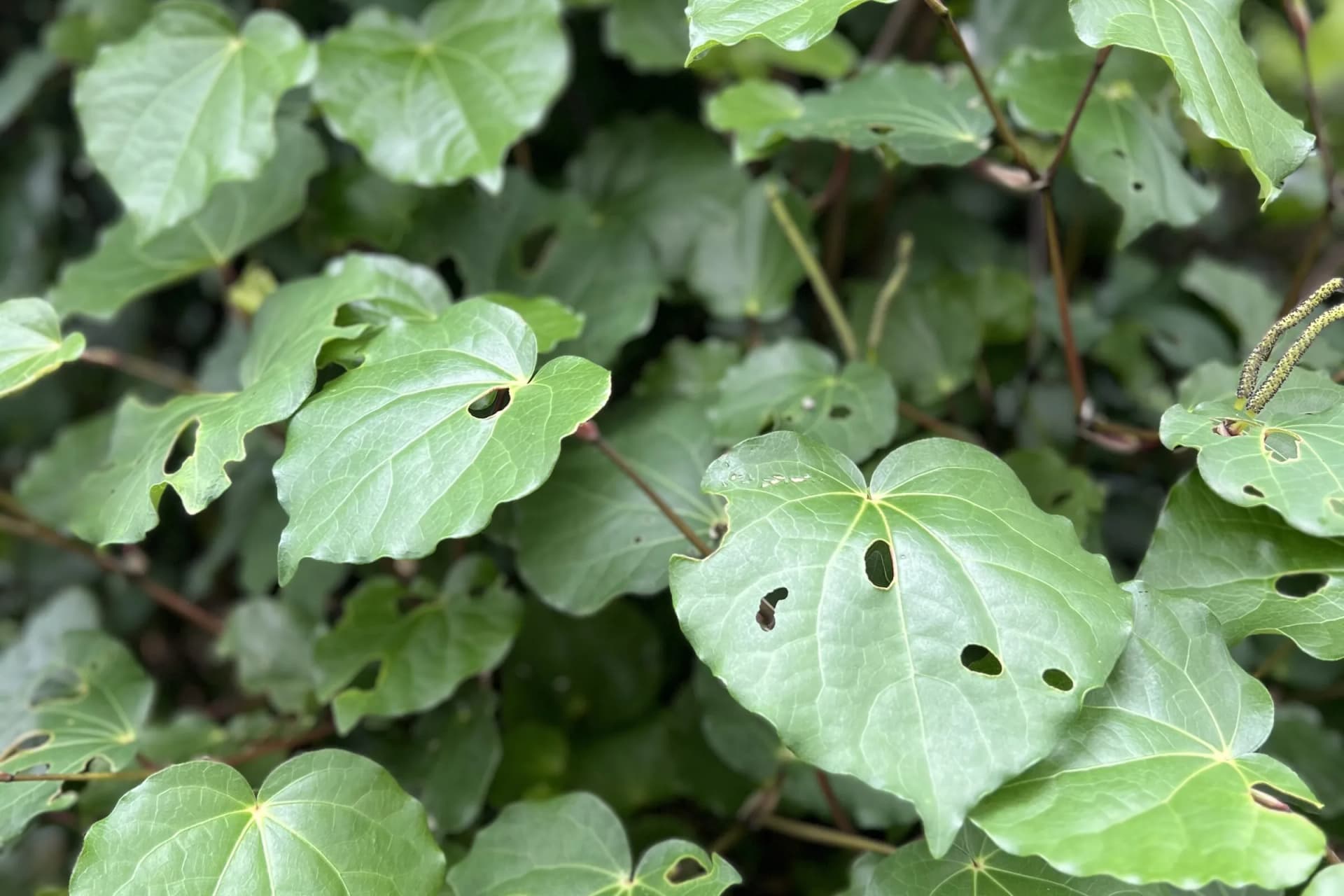 Kawakawa canopy