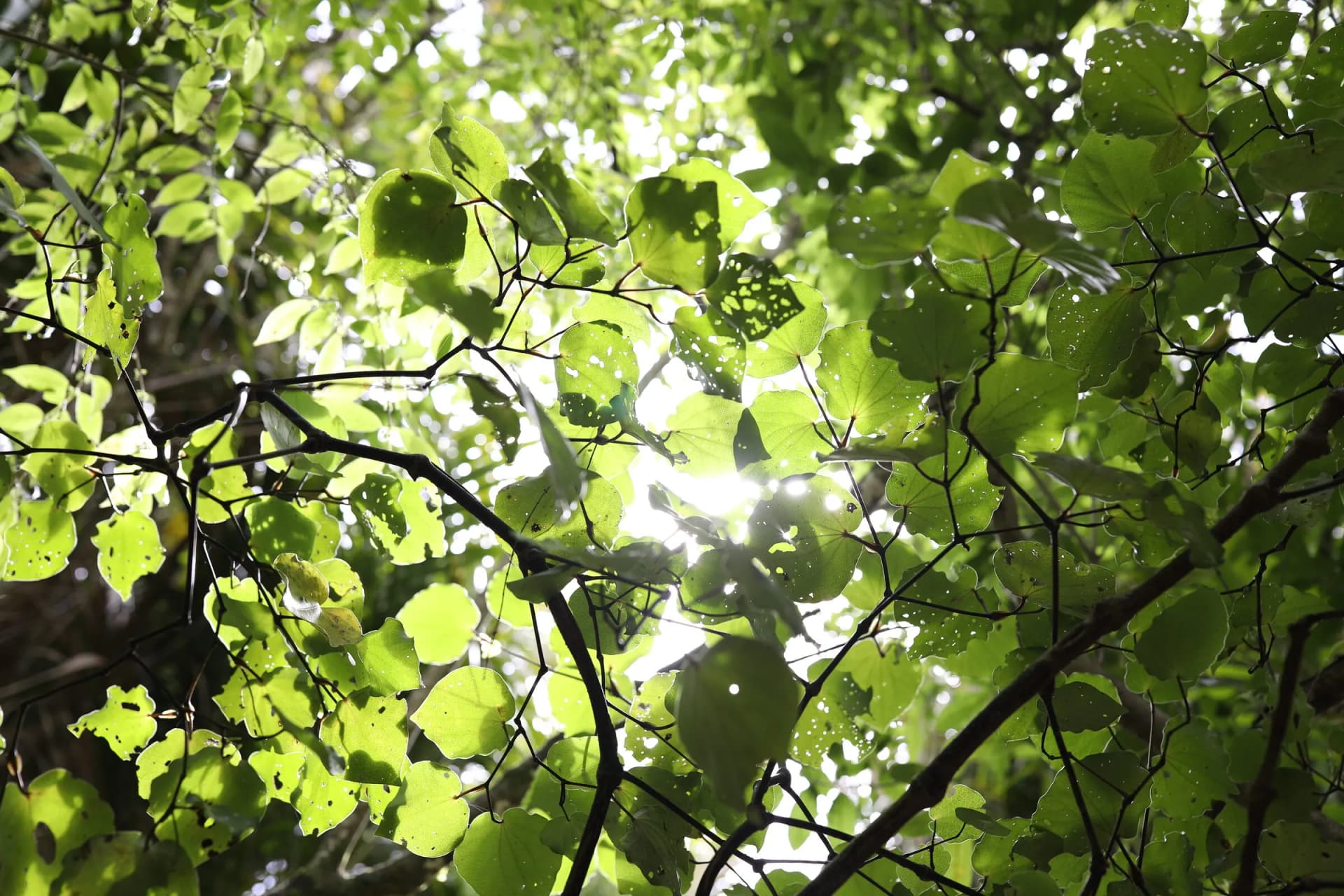 Backlit ngahere canopy – stillness in te taiao